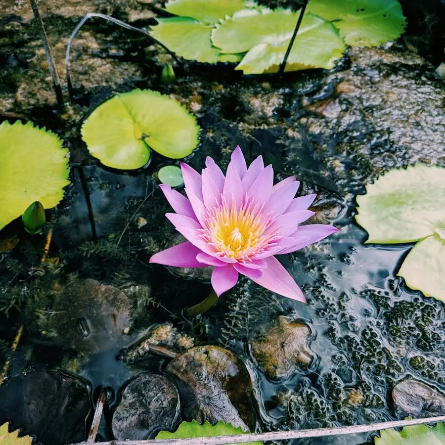 pink lotus flower beside lily pods